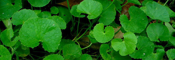 brahmi leaves