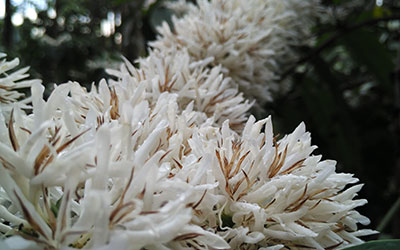 coffee flower or coffee blossom