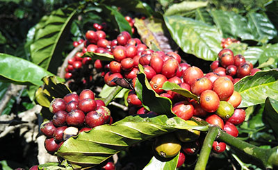 coffee seeds or fruits