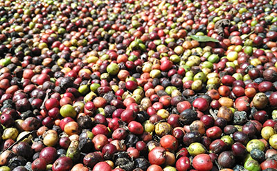 drying coffee seeds or fruits