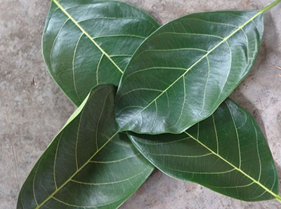 jackfruit leaves for kotte kadubu