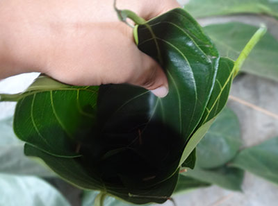 making jackfruit leaf cups for kotte kadubu