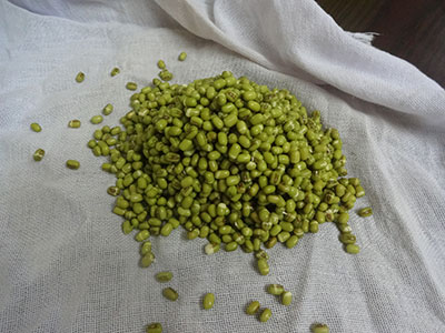 cloth to make green gram sprouts