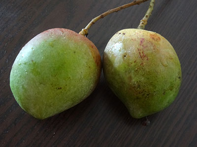 raw mangoes for mango thokku or mavinakayi thokku