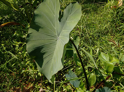 edible colocasia leaf
