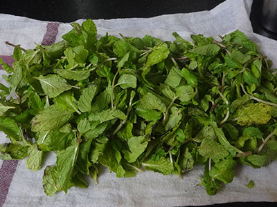 pudina leaves for pudina chutney pudi or mint chutney powder