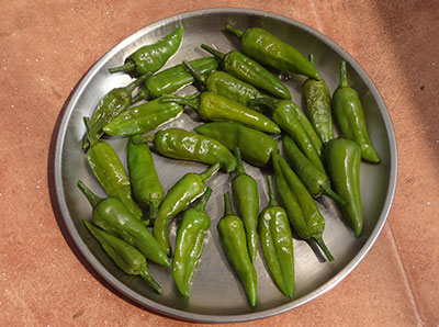 drying green chili for sandige menasu or majjige menasu
