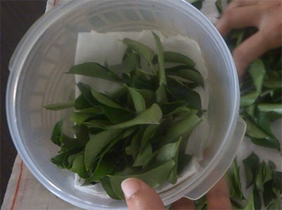 storing curry leaves for long time