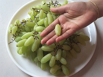 sweet green grapes for home made raisins or dry grapes